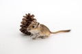 Litter Mongolian gerbil, Desert Rat Royalty Free Stock Photo