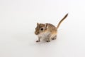 Litter Mongolian gerbil, Desert Rat Royalty Free Stock Photo