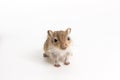 Litter Mongolian gerbil, Desert Rat Royalty Free Stock Photo