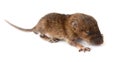 Litter Mongolian gerbil, Desert Rat Royalty Free Stock Photo