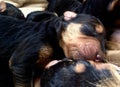 Litter newborn baby puppies dogs sleeping