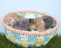 Litter of newborn kittens two weeks old in basket