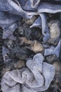 A litter of newborn schnauzer puppies in a cage with a purple towel. After a successful delivery at a veterinary clinic