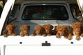 Litter of puppies