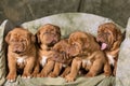 Litter of puppies