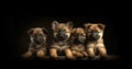 Litter Puppies in studio, portrait of cute puppy litter in a row on dark background, pets,dogs concept, adorable dog Royalty Free Stock Photo