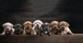 Litter Puppies in studio, portrait of cute puppy litter in a row on dark background, pets,dogs concept, adorable dog Royalty Free Stock Photo