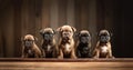 Litter Puppies in studio, portrait of cute puppy litter in a row on dark background, pets,dogs concept, adorable dog Royalty Free Stock Photo