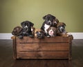 Litter of puppies in wooden box in studio with wooden floor showing and green wall