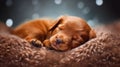 Litter puppy, newborns, sweet sleeping, cute, a gift to the