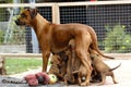 A litter of Rhodesian Ridgeback puppies is drinking milk at their mom Royalty Free Stock Photo
