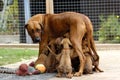 A litter of Rhodesian Ridgeback puppies is drinking milk at their mom Royalty Free Stock Photo