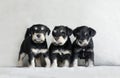 Litter of Schnauzer puppies Royalty Free Stock Photo