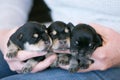 Litter of Schnauzer puppies