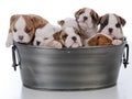 litter of seven puppies