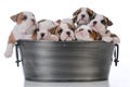 litter of seven puppies