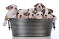 litter of seven puppies