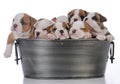 litter of seven puppies