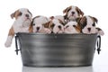 litter of seven puppies