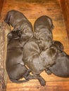 Litter of Sleeping or Slumbering Chocolate Labrador Retrievers