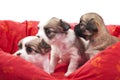 Litter of small chihuahua puppies in a red pet bed