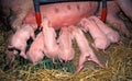 a litter of small piglets sucking on teats in the stable