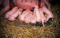 a litter of small piglets sucking on teats in the stable