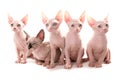 Group of Sphynx Kittens Royalty Free Stock Photo