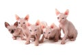 Group of Sphynx Kittens isolated on a white background Royalty Free Stock Photo