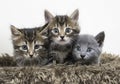 Litter of three cute fluffy kittens Royalty Free Stock Photo