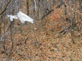 Litter, trash in the forest in late Fall on hiking trails through trees on the Yellow Fork and Rose Canyon Trails in Oquirrh Mount