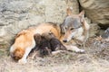 Litter of wolf pups nursing on mother Royalty Free Stock Photo