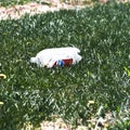 Littered close view of trashed 2 liter Pepsi Soda