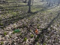 Littered- European Broadleaf Forest - Vernal vegetation - Spring - Understory