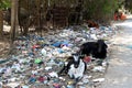 image of Garbage throw on side of road and cows are sitting on it in india Royalty Free Stock Photo