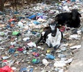 Image of Garbage throw on side of road and cows are sitting on it in india Royalty Free Stock Photo