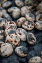 Litti Chokha baked on fire coal indian traditional food Royalty Free Stock Photo