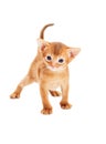 Little abyssinian kitten looks Royalty Free Stock Photo