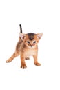 Little abyssinian kitten looks Royalty Free Stock Photo