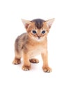 Little abyssinian kitten looks Royalty Free Stock Photo