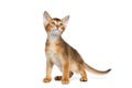 Little Abyssinian Kitty Standing on Isolated White Background