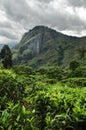 Little Adam's Peak, Sri Lanka Royalty Free Stock Photo