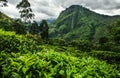 Little Adam's Peak, Sri Lanka Royalty Free Stock Photo