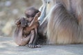 Little adorable baby monkey sitting with mumma