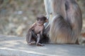 Little adorable baby monkey sitting with mumma