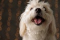 Little adorable bichon dog panting, looking at the camera