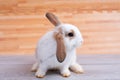 Little adorable bunny rabbit stay on gray table with brown wood pattern as background Royalty Free Stock Photo