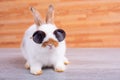 Little adorable bunny rabbit with sun glasses stay on gray table with brown wood pattern as background Royalty Free Stock Photo