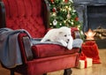 Little adorable white puppy, Central Asian shepherd dog on a red luxurious couch in the New Year. Royalty Free Stock Photo