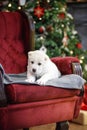 Little adorable white puppy, Central Asian shepherd dog on a red luxurious couch in the New Year. Royalty Free Stock Photo